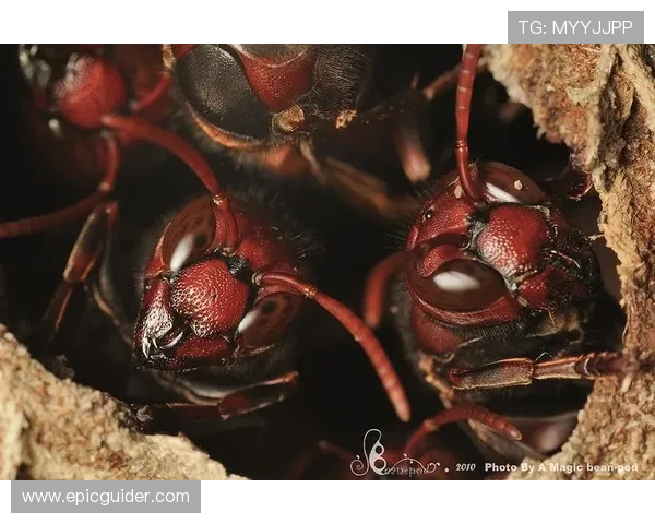 米德尔斯堡红色军团